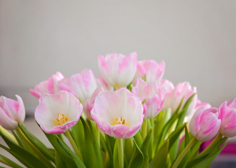 Fototapeta premium A closeup of soft pink tulips for Mother's Day and as a Spring interior decoration