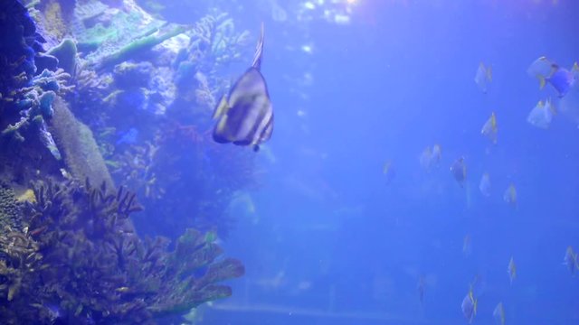 Tropical fish float in a large aquarium along with small sharks. Blue water color as background