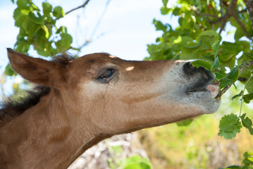 Foal Eating Leaves