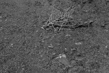 Gray background of layered limestone with plant roots