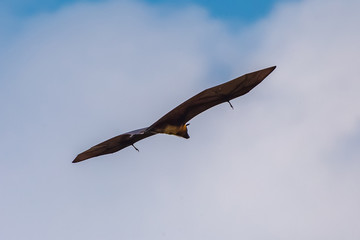 Fruit bat trees (Flying fox). Tissamaharama, Sri Lanka.