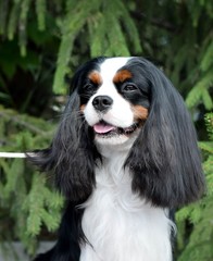 cavalier king charles spaniel