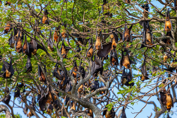 Fototapeta premium Fruit bat trees (Flying fox). Tissamaharama, Sri Lanka.