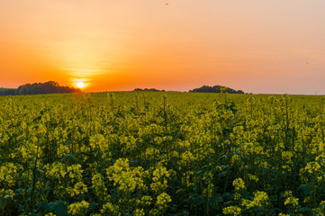 Sunset over the fields