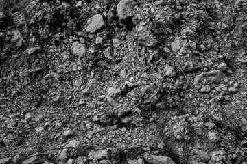 Gray abstract background of rocky soil with plant roots