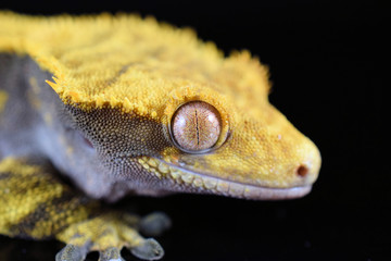 Crested gecko