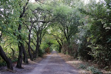 Fototapeta na wymiar Ein Waldweg zwischen hochgewachsenen Bäumen.