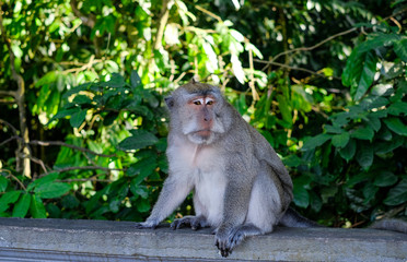 Monkeys in Alas Kedaton Monkey Forest, Bali, Indonesia 