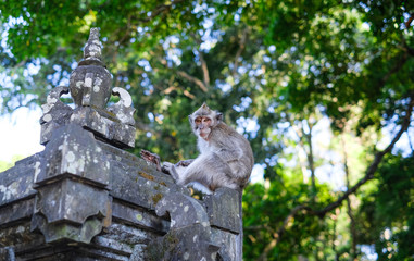 Monkeys in Alas Kedaton Monkey Forest, Bali, Indonesia 