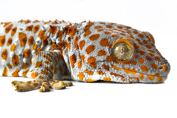 Tokay gecko