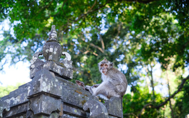 Monkeys in Alas Kedaton Monkey Forest, Bali, Indonesia