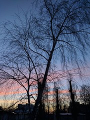 sunsetsky brunches evening landscape