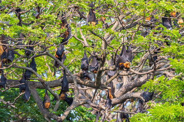 Fruit bat trees (Flying fox). Tissamaharama, Sri Lanka.
