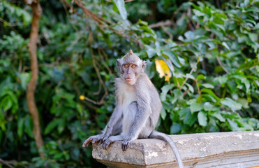 Monkeys in Alas Kedaton Monkey Forest, Bali, Indonesia 