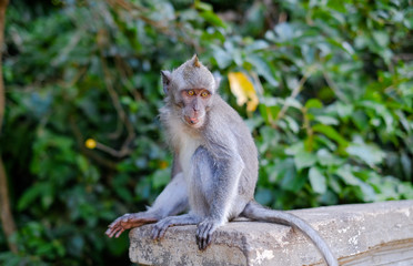 Naklejka na ściany i meble Monkeys in Alas Kedaton Monkey Forest, Bali, Indonesia 