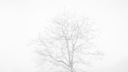 Fototapeta na wymiar Arbol en la niebla