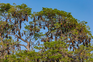 Fruit bat trees (Flying fox). Tissamaharama, Sri Lanka.