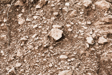 Abstract background of rocky soil with plant roots. Natural golden background. High quality photo