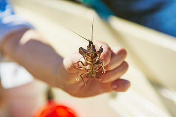 Process of cacthing  crawfish  and tackle in sweet water mountain lake