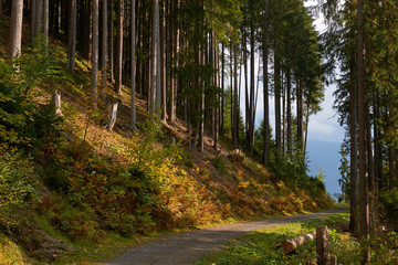Gravel road in the mountain forest near Wengen village in Switzerland.
