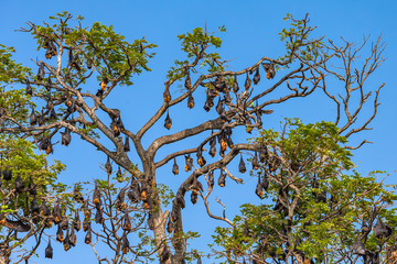 Fruit bat trees (Flying fox). Tissamaharama, Sri Lanka.
