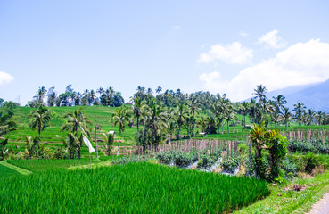Rice fields overlooking the mountain in Bali