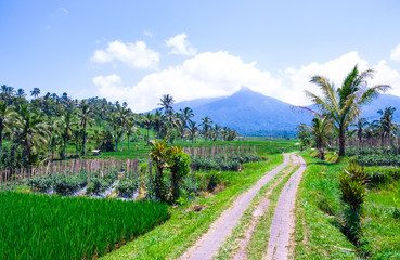 Obraz premium Rice fields overlooking the mountain in Bali