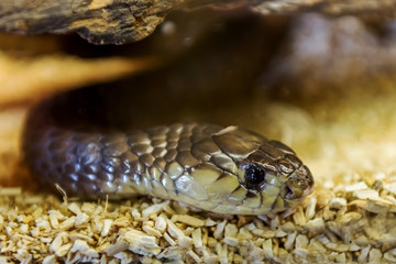 Obraz premium The snakes are a suborder of the class of reptiles of the squad scaly.