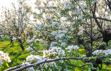 Blooming Apple orchard