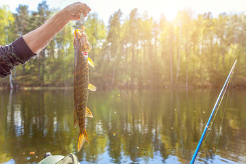 Fishing camping tourism relax trip active lifestyle adventure concept. Fisherman hand with fish pike against background of beautiful nature and lake or river