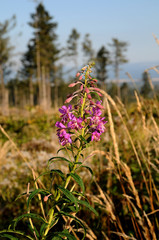 Pink flower in the High Tatras (High Mountain, High Tatras), Slovakia