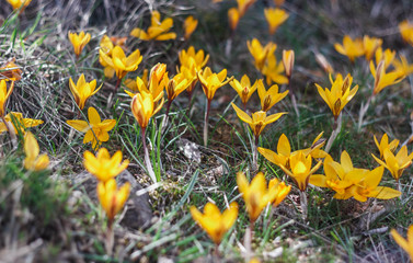 Yellow crocuses in the mountains in spring