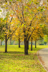 Fototapeta premium Dirt road at fall themed colored park Yarkon background.
