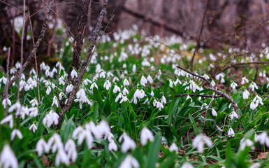 Glade with snowdrops in the forest