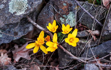 Yellow crocuses in the mountains in spring
