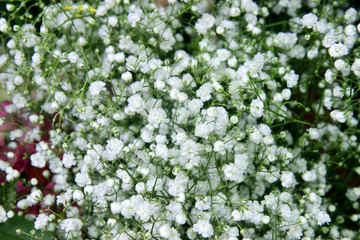 white flowers in the garden