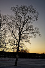 Silhouette of a birch at sunset