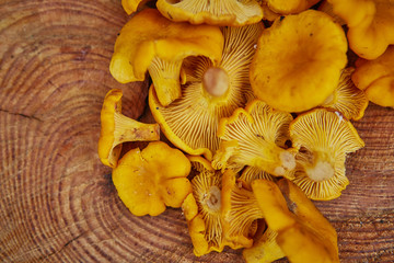 Forest wild chanterelles served on wooden plate in green grass