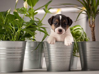 Funny puppy dog jack russell terrier, studio composition © Wojciech