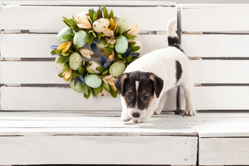 Single cute puppy dogs jack russell terrier composition, studio