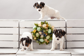 Three cute puppy dogs jack russell terrier composition, studio