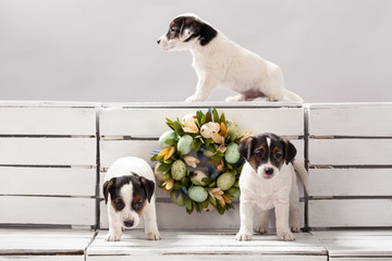 Three cute puppy dogs jack russell terrier composition, studio