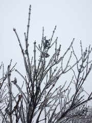 Obraz premium branches of a tree covered in ice