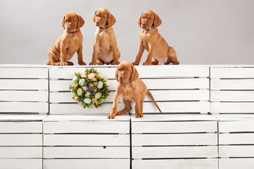 Cute, funny puppies dog vizslas vintage composition in studio