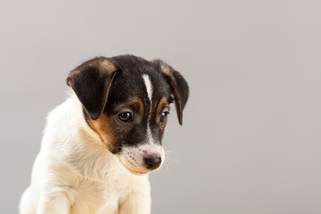 Cute portrait dog Jack Russell Terrier puppy  on a gray background in studio