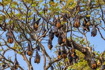 Fruit bat trees (Flying fox). Tissamaharama, Sri Lanka.