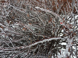 branches of a tree covered in ice