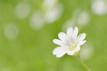 Lovely gentle white flower on the spring green blurred background, meadow