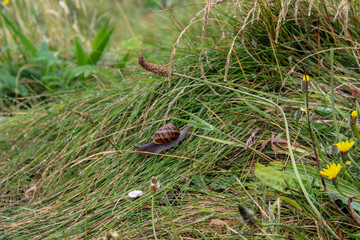 Snail gliding through long wet grass in the rain, Ireland