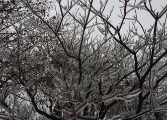 trees covered in ice